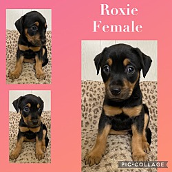 Photo of Roxie in CT