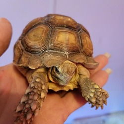 Thumbnail photo of Tortoise, the sulcata #2