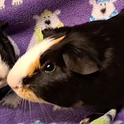 bonded pet photo