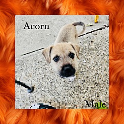 Thumbnail photo of Acorn #2