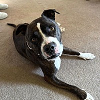 adopt-pet