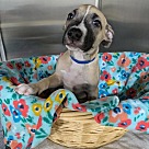 Adopt A Pet :: Robby Ray - Lancaster, OH