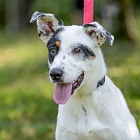 adopt a pet