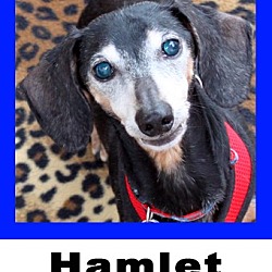Photo of Hamlet