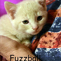 Photo of Fuzzball
