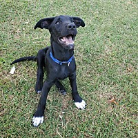 legacy of hope dog rescue