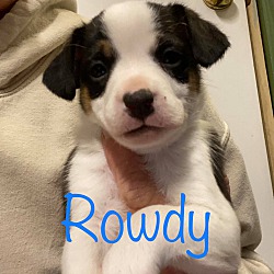 Thumbnail photo of ROWDY #1