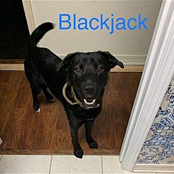 Photo of BlackJack