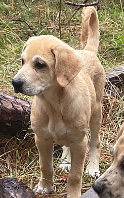 East Hartford, CT - Great Pyrenees/Catahoula Leopard Dog. Meet Blaze Pitchfork a Pet for