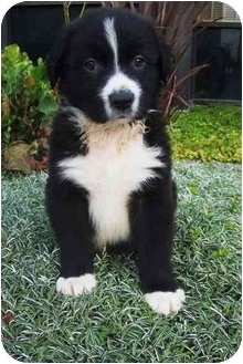 newfoundland border collie mix