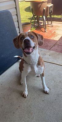 Baton Rouge, LA - Beagle/Catahoula Leopard Dog. Meet Neil a Pet for ...