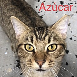 Thumbnail photo of Azucar #2