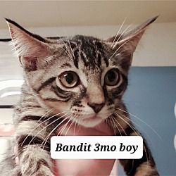 Photo of Bandit