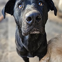 adopt a pet