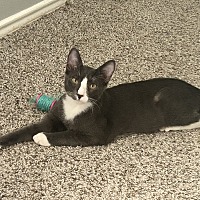 adopt a pet