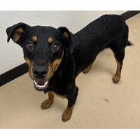 adopt-pet