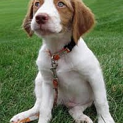 Photo of Brittany puppy