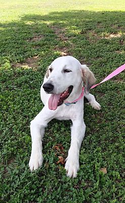 St Louis Mo Great Pyrenees Meet Minnie Mouse Jum A Pet - 
