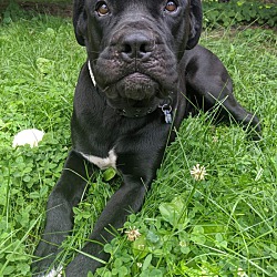 Cane Corso Puppies For Sale In Maryland Adoptapet Com