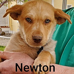 Thumbnail photo of Newton #1