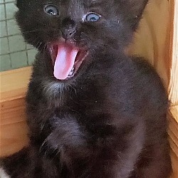Photo of Kitten Daphne