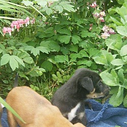 Thumbnail photo of 3 pups 2f 1 m #4