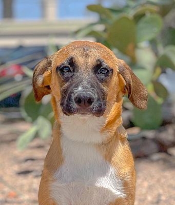 Beagle black mouth cur mix clearance