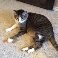 adopt a pet