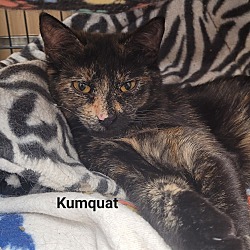Photo of Kumquat