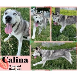 Photo of Calina