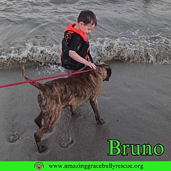 Thumbnail photo of Bruno #1