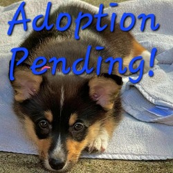 Thumbnail photo of Charley the cutest Corgi! #1