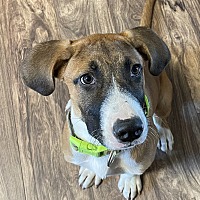 adopt a pet
