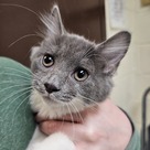 Adopt A Pet :: Jelly - Versailles, KY