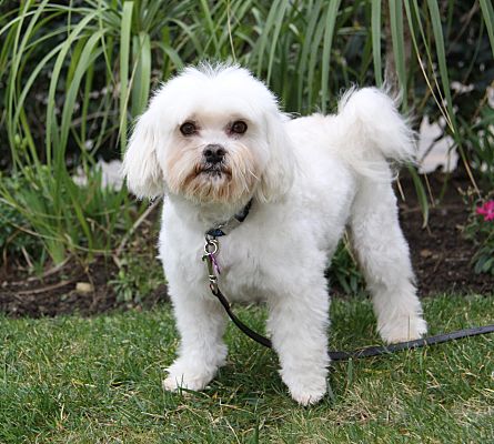 Newport Beach, CA - Maltese/Poodle (Miniature). Meet WILLIE a Pet for ...