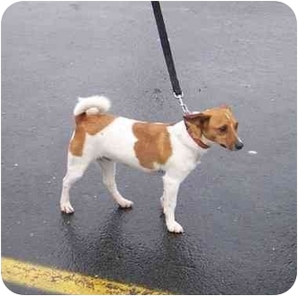 basenji jack russell
