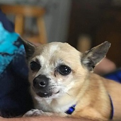 Whitewater, WI - Chihuahua. Meet Stanley a Pet for Adoption - AdoptaPet.com