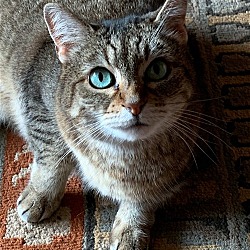 Photo of GOOD KITTY - Offered by Owner Sweet Senior