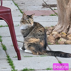 Thumbnail photo of Beatrix #2