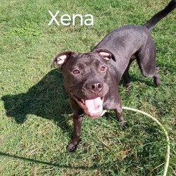 Thumbnail photo of Xena #1