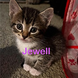 Photo of JEWELL Kitten (f)