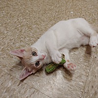 adopt a pet