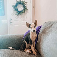 adopt a pet