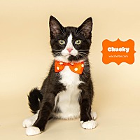 adopt a pet