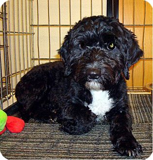 Las Vegas Nv Cockapoo Meet Baby A Pet For Adoption