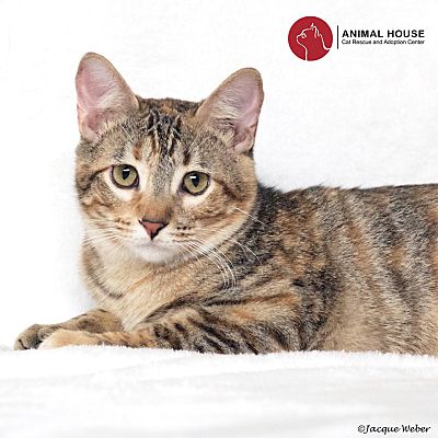 St Louis Mo Domestic Shorthair Meet Arya A Pet For Adoption
