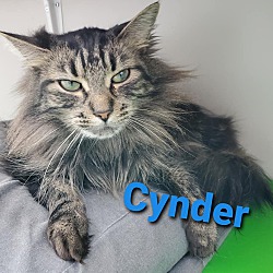 Photo of Cynder