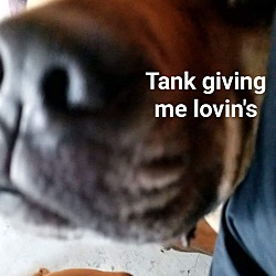 Thumbnail photo of Tank #4