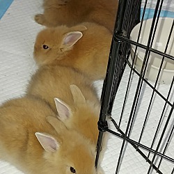 Photo of 3 baby bunnies