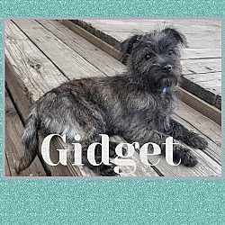 Photo of Gidget